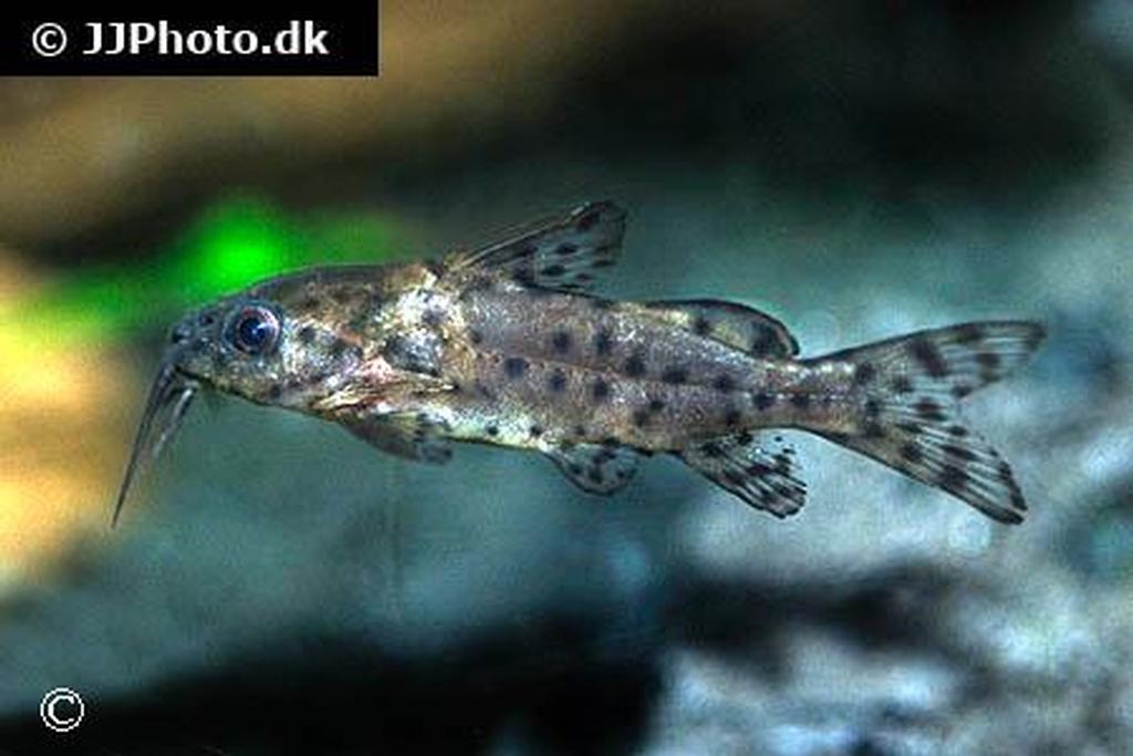Synodontis nigrita