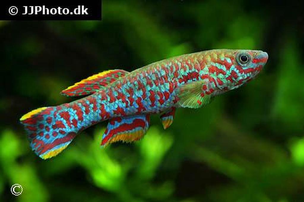 Fundulopanchax gardneri nigerianus