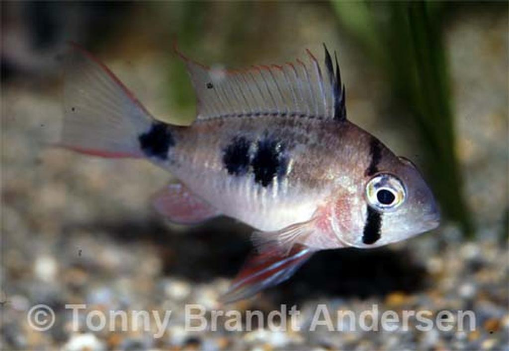 Mikrogeophagus spec. "Double Spot"