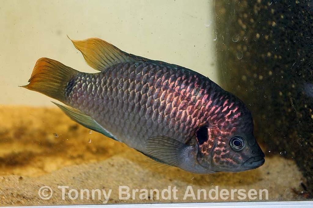 Hemichromis sp. "guinea II"