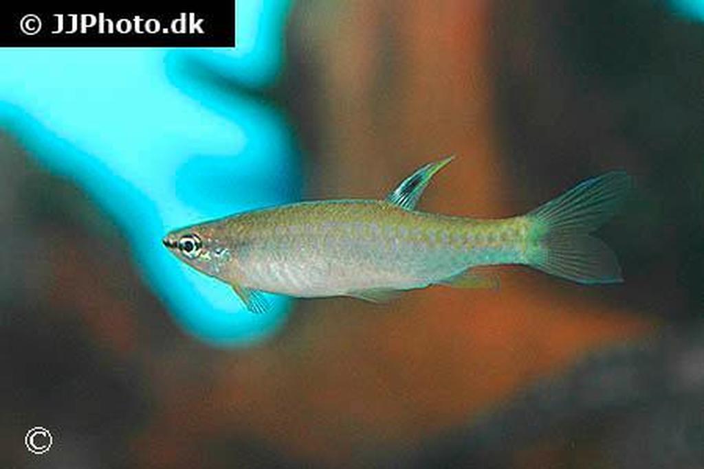 Pyrrhulina eleanorae