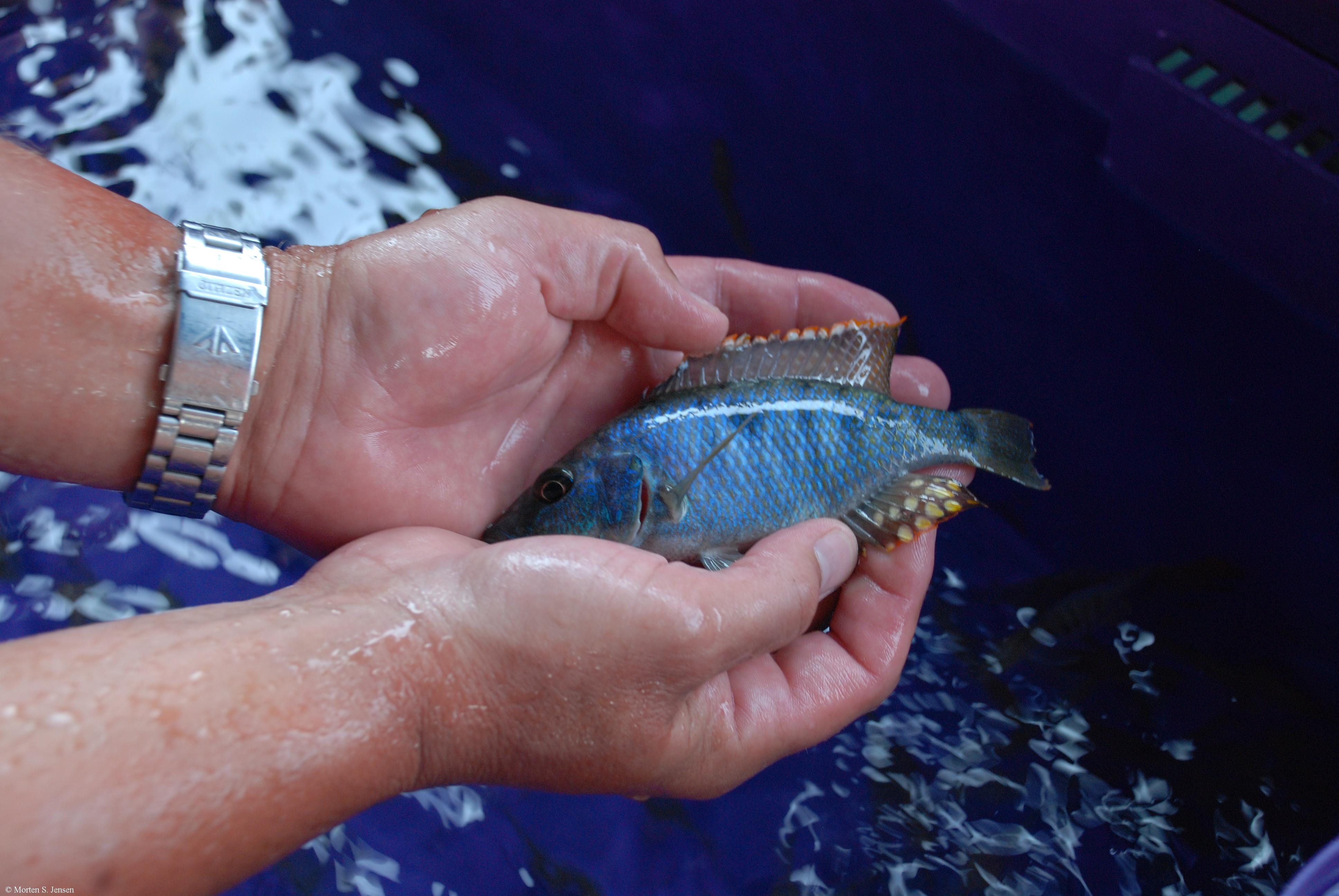 Stigmatochromis melanchros