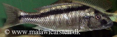 Champsochromis spilorhynchus