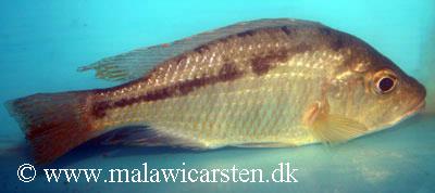 Corematodus taeniatus