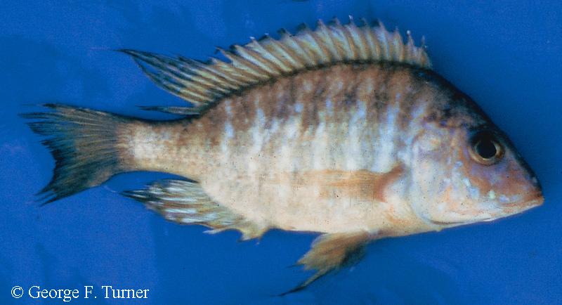 Alticorpus sp. "deep"