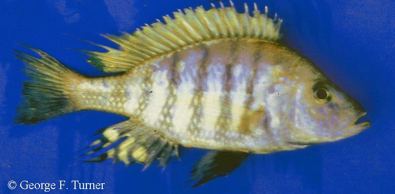 Alticorpus geoffreyi