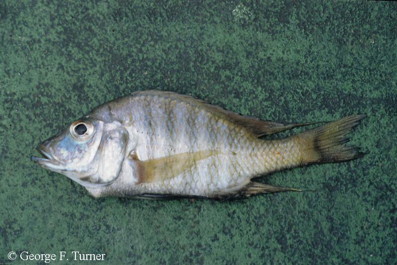 Alticorpus macrocleithrum