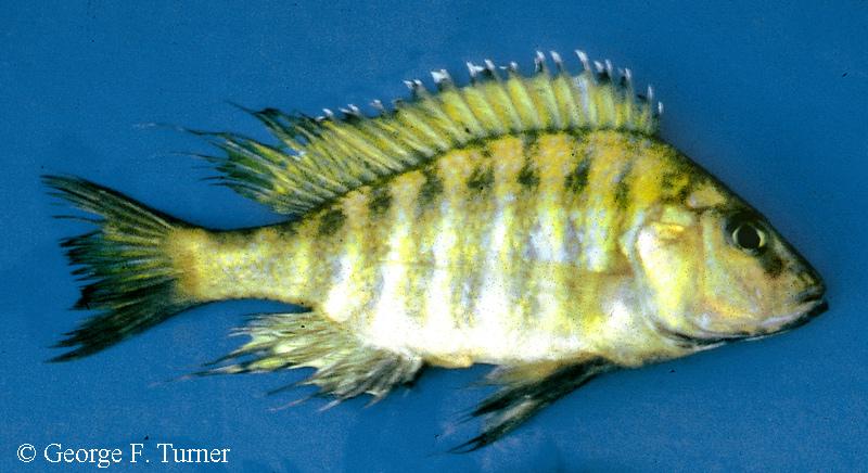 Alticorpus peterdaviesi