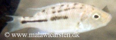 Hemitaeniochromis insignis