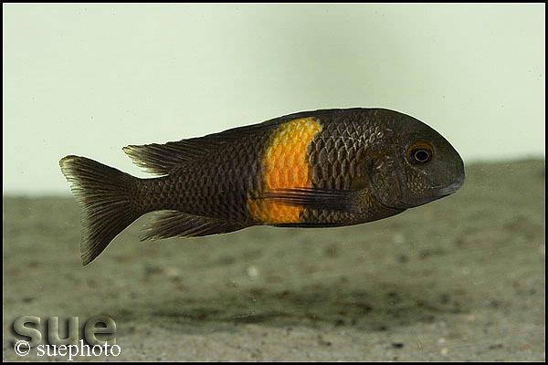 Tropheus sp. "black"