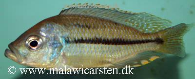 Hemitaeniochromis sp. "spilopterus blue"