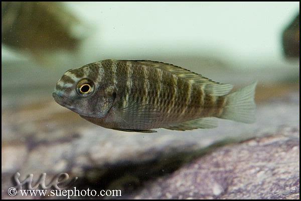 Tropheus sp. "red"