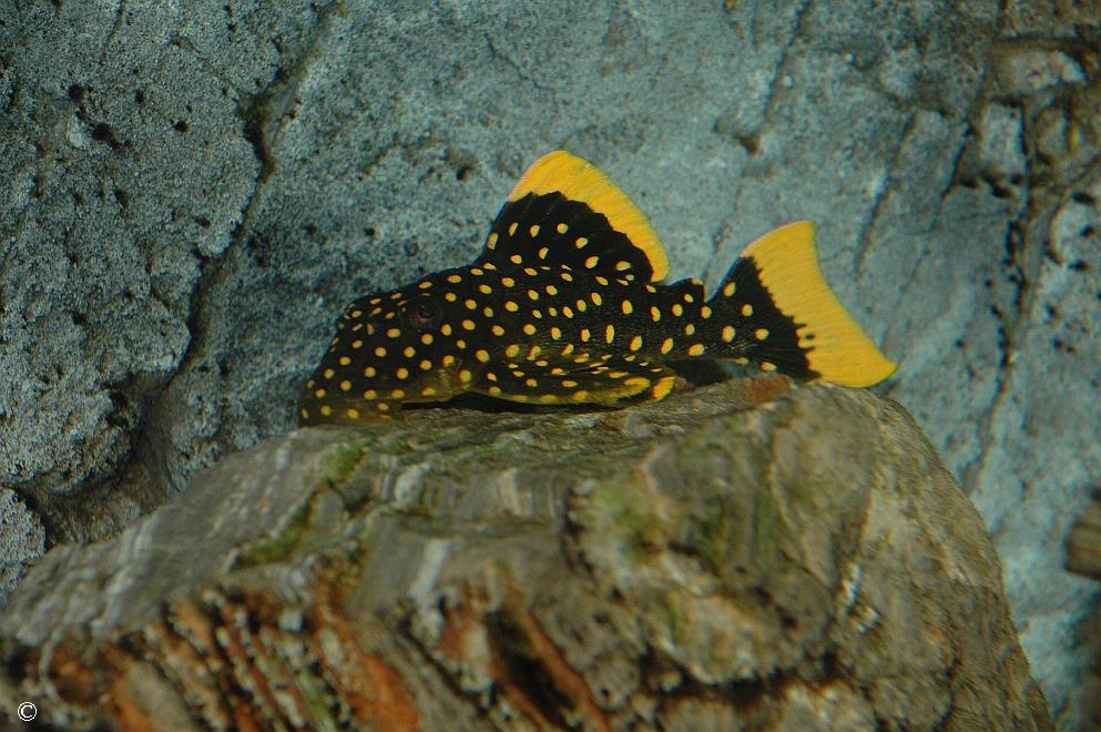 Baryancistrus sp.  L018, L081, L177