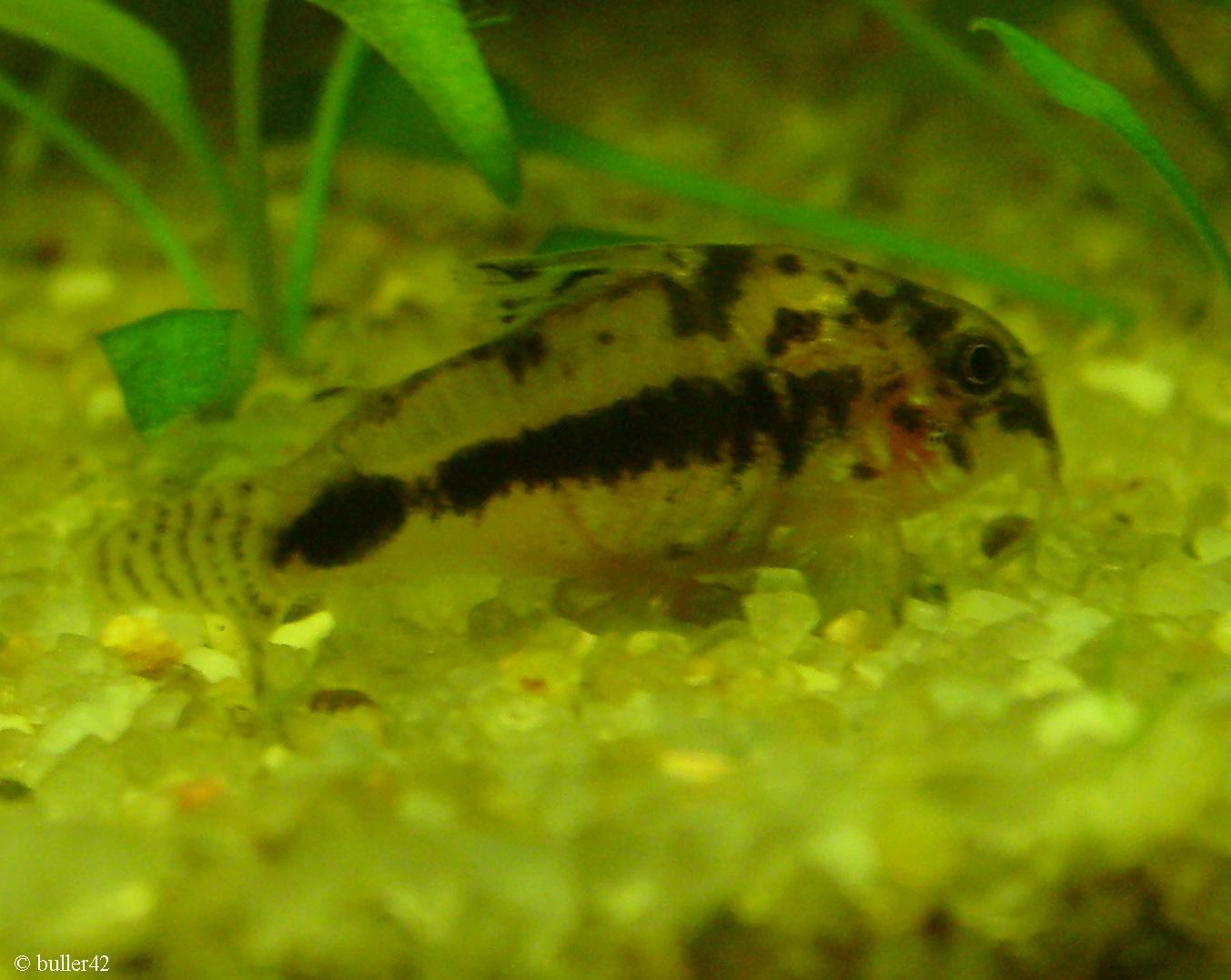 Corydoras habrosus