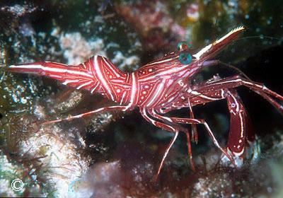 Rhynchocinetes durbanensis