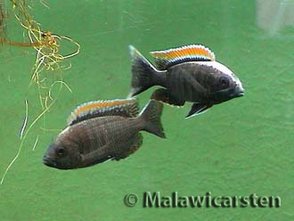 Copadichromis virginalis