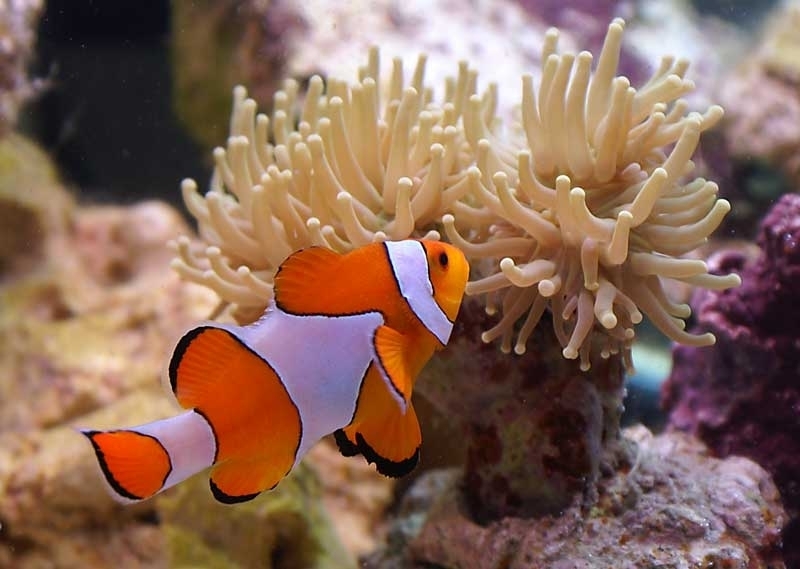 Amphiprion ocellaris