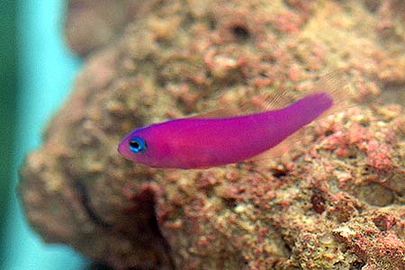 Pictichromis porphyrea