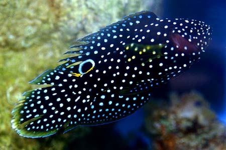 Calloplesiops altivelis