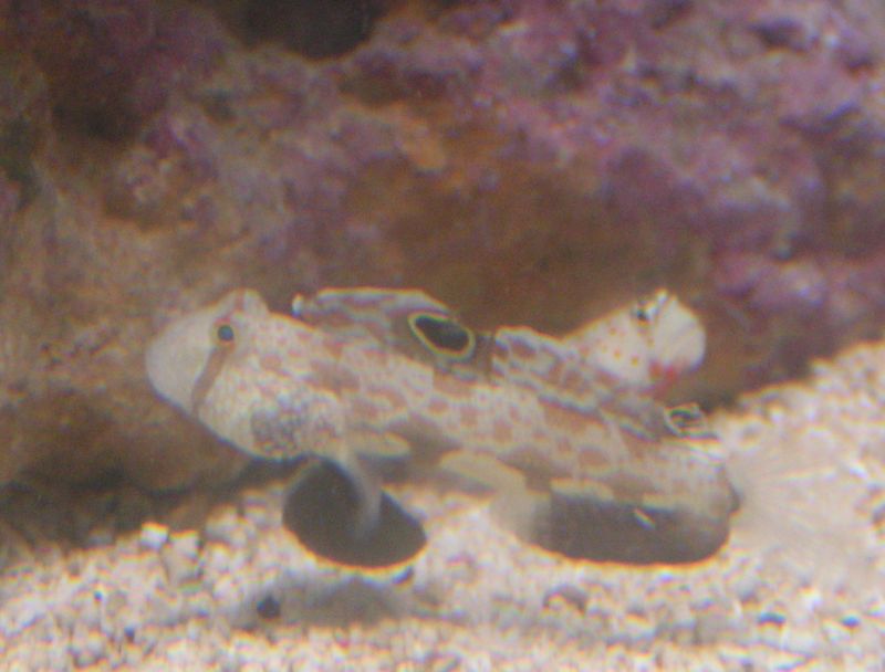 Signigobius biocellatus