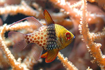 Sphaeramia nematoptera