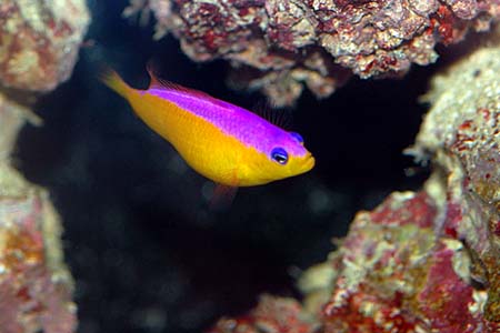 Pictichromis diadema