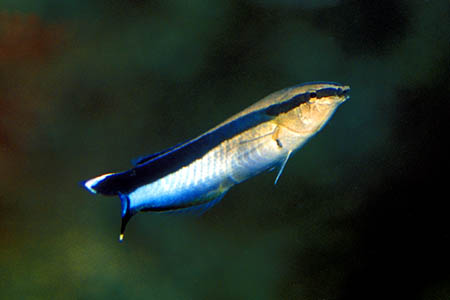 Labroides dimidiatus