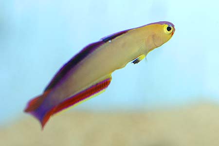 Nemateleotris decora