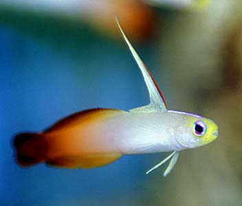 Nemateleotris magnifica