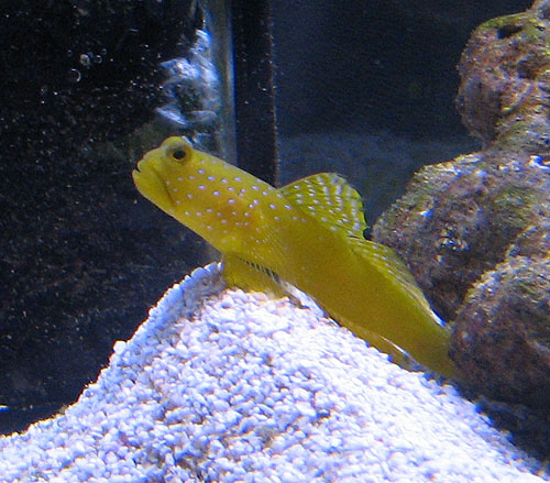 Cryptocentrus cinctus