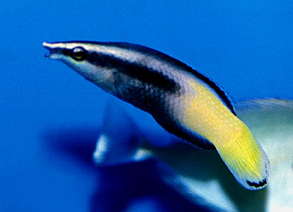 Labroides bicolor