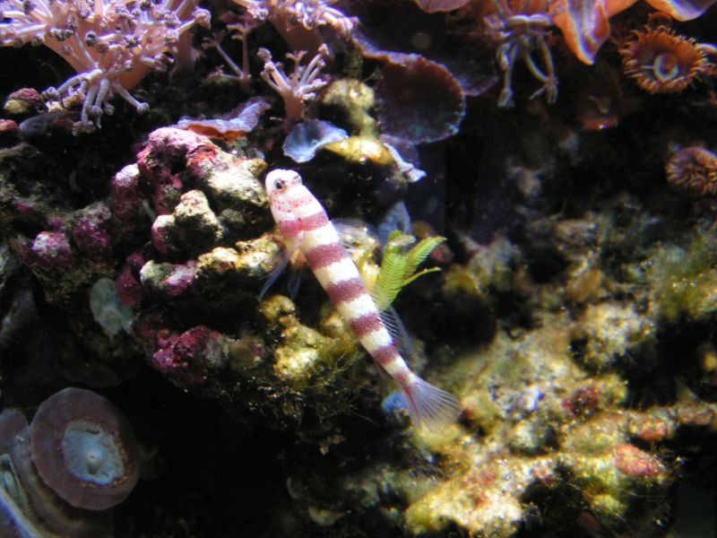 Amblyeleotris wheeleri