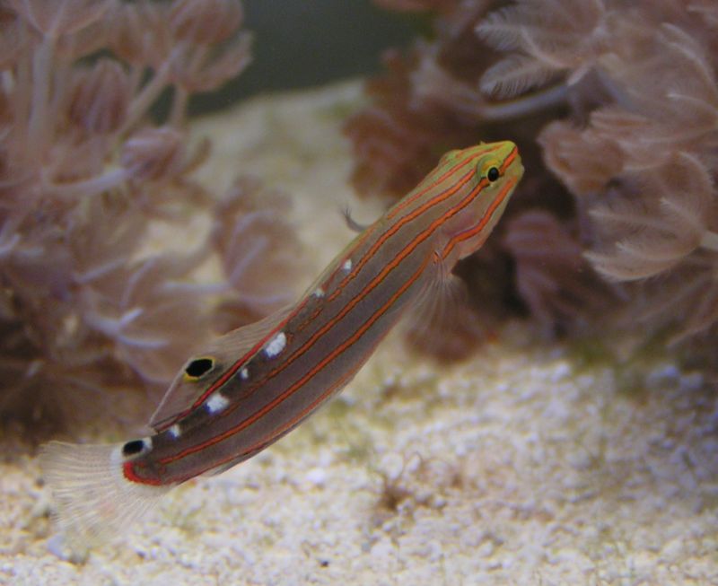 Amblygobius rainfordi