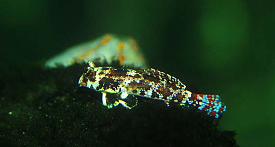 Synchiropus ocellatus