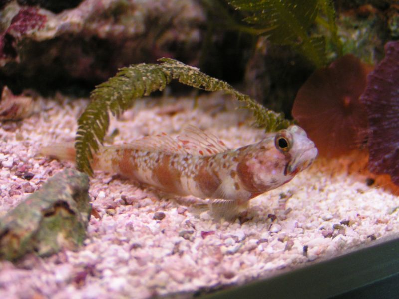 Amblyeleotris latifasciata