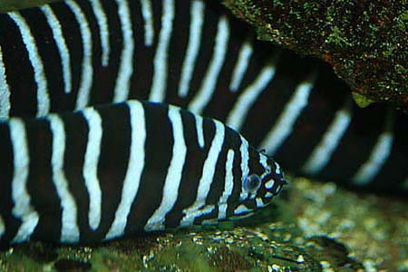 Gymnomuraena zebra