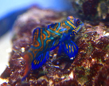 Synchiropus splendidus