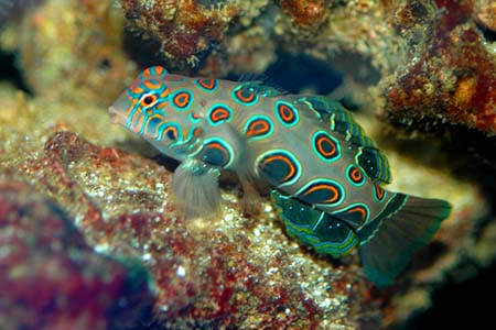 Synchiropus picturatus