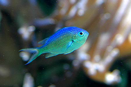 Chromis viridis