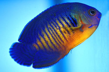 Centropyge bispinosa