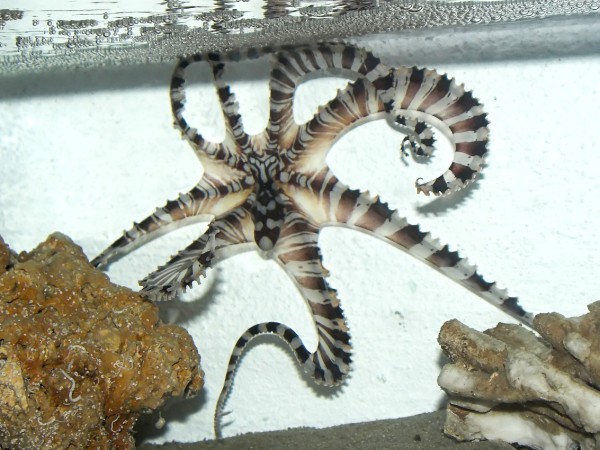 Thaumoctopus mimicus