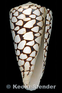Conus marmoreus 