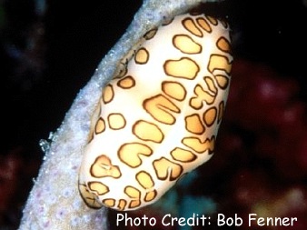 Cyphoma gibbosum 