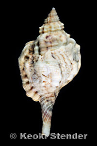 Cymatium muricinum 