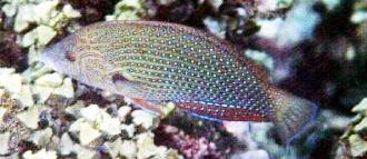 Anampses caeruleopunctatus