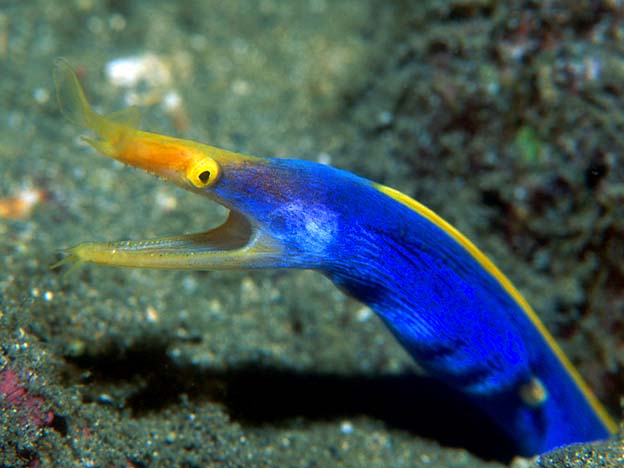 Rhinomuraena quaesita