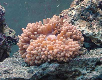 Entacmaea quadricolor