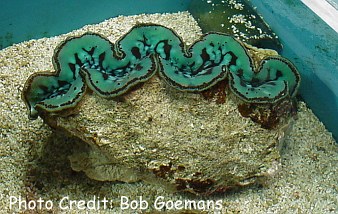 Tridacna crocea