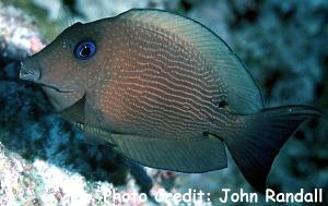 Ctenochaetus binotatus