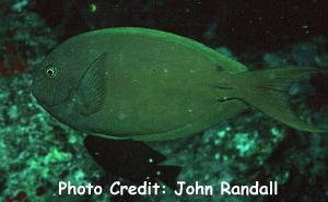 Acanthurus thompsoni